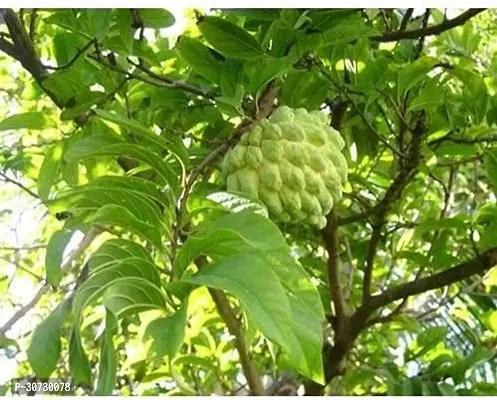 Ukanda Annona ReticulataBullocks Heart Plant Rare Sugar-Apple Sitafal Fruit Plant-thumb2