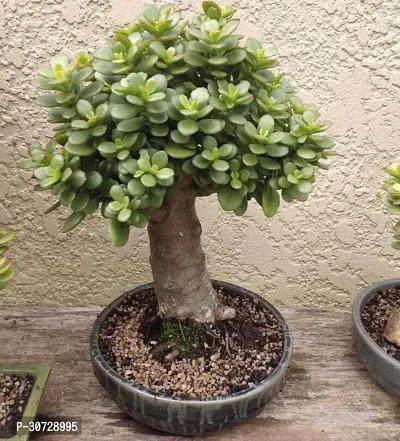 Ukanda Jade Plant JADE PLANT M3-thumb0