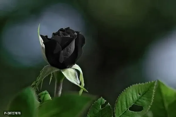 Ukanda Rose Plant Black rose plant tree