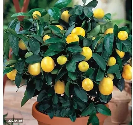 Ukanda Lemon Plant Royal-102-thumb0