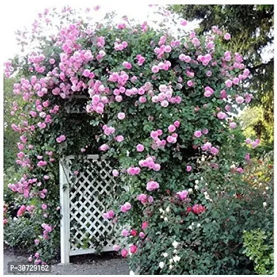 Ukanda Rose Plant LiveOriginalNatural Plant Pink Climbing Rose Flower m-thumb0