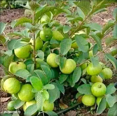 Ukanda Guava Plant Sardar Dwraf Variant Live Guava Amrud Amrood Plant-thumb0