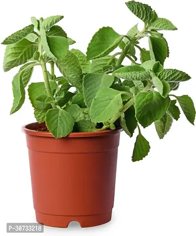 Ukanda Ajwain Plant Ajwain (Mexican Mint) Natural Live Plant-thumb0