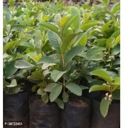 Ukanda Guava Plant B223-thumb0