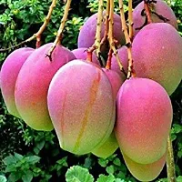 Ukanda Mango Plant Thai Jumbo 2 Times Grafted Mango Plant-thumb1