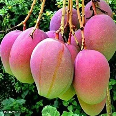 Ukanda Mango Plant Thai Jumbo 2 Times Grafted Mango Plant-thumb2