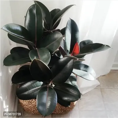 Ukanda Rubber Tree Live Rubber Plant Of Indoor Home DecorationAir Puriflcation v5 Mjr45-thumb0