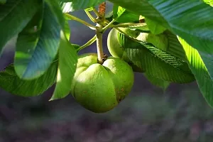 Ukanda Elephant Apple Plant Elephant Apple Plant-thumb1