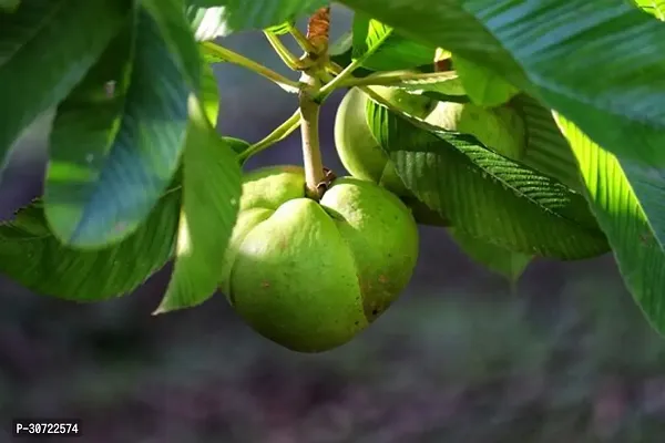 Ukanda Elephant Apple Plant Elephant Apple Plant-thumb2