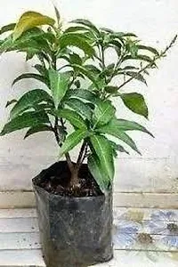 Ukanda Mango Plant MANGO PLANT KKJ-thumb1