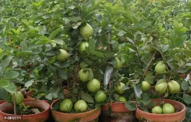 Ukanda Guava Plant HVLIVE_586-thumb0