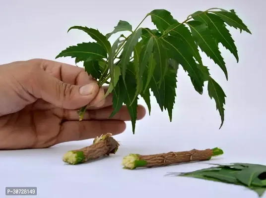 Ukanda Neem Plant NEEM PLANT-1-thumb0