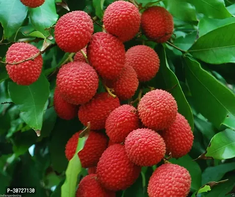 Ukanda Litchi Plant Thailand Litchi-thumb0