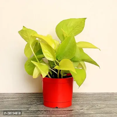 Ukanda Money Plant PLT-024-thumb0