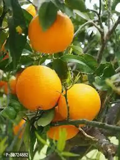 Ukanda Orange Plant ODM96-thumb0