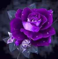 Ukanda Rose Plant VIOLET RISE-thumb1