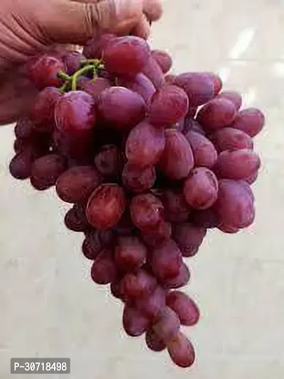 Ukanda Grape Plant Crimson Grapr Plant-thumb3