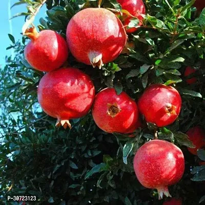 Ukanda Pomegranate Plant MuskatHybrid Plant For Outdoor Garden-thumb0