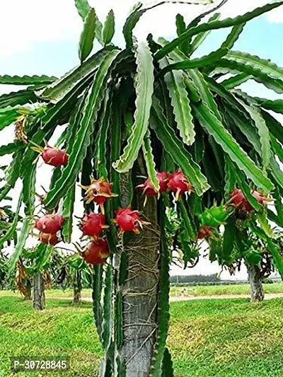 Ukanda Dragon Tree BP_07 Sweet Dragon fruit plant-thumb0