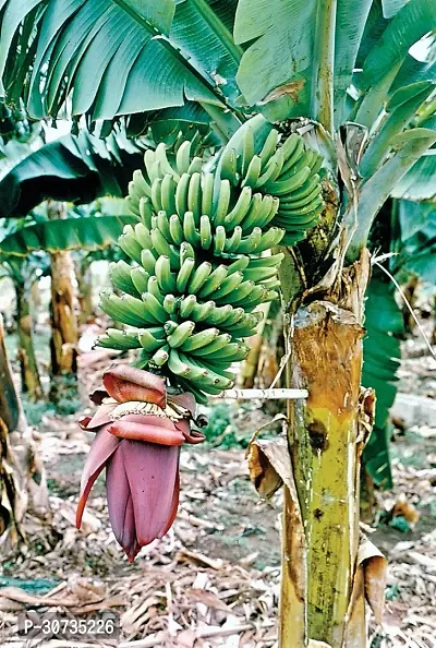 Ukanda Banana Plant banana palnt 80-thumb0