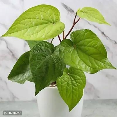 Ukanda Betel Leaf Plant Pan Plant With White Pot-thumb0