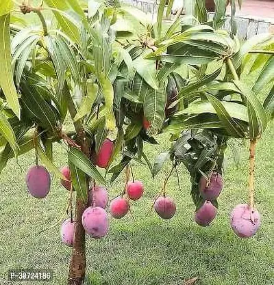 Ukanda Mango Plant Gulab Khaas Hybrid Mango Plant IG240-thumb0