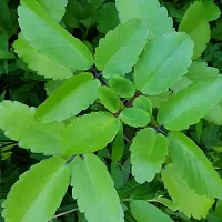 Ukanda Bryophyllum PinnatumPatharchatta Plant Br2-thumb1