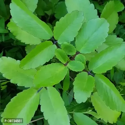 Ukanda Bryophyllum PinnatumPatharchatta Plant Br2-thumb2