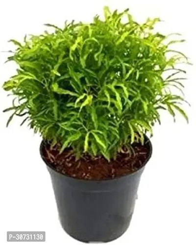 Ukanda Aralia Plant Aralia Green live plant-thumb0