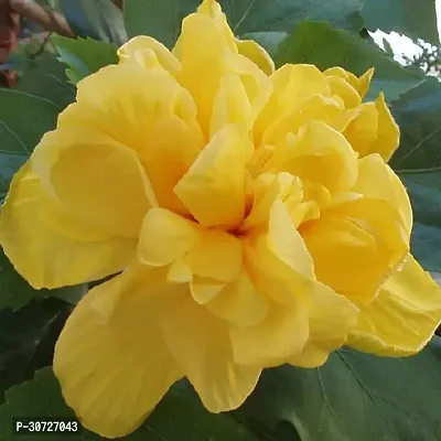 Ukanda Hibiscus Plant Laluna Yellow Hibiscus plant H33-thumb0