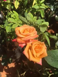 Ukanda Rose Plant orange color rose-thumb1