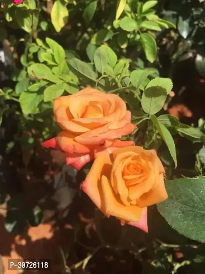 Ukanda Rose Plant orange color rose-thumb2