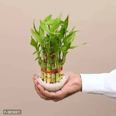 Ukanda Lucky Bamboo Straight Stick LUCKY BAMBOO STRAIGHT STICK SEF-thumb0