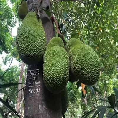 Ukanda Jack Fruit Plant GreenJact Fruit Hybrid Plant For Outdoor Garden-thumb0