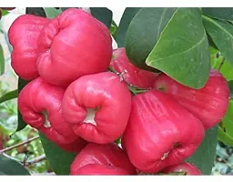 Ukanda Jamun Plant Rose Water Apple healthy live plant Tropical tasty fruit 1 live plants-thumb1