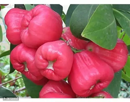 Ukanda Jamun Plant Rose Water Apple healthy live plant Tropical tasty fruit 1 live plants-thumb2