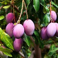 Ukanda Mango Plant Vanraj Mango Plant-thumb2