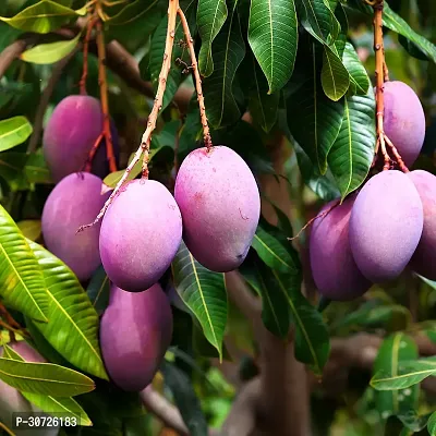 Ukanda Mango Plant Vanraj Mango Plant-thumb3