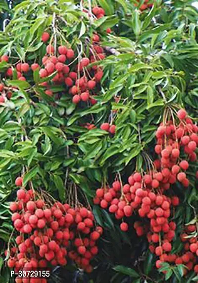 Ukanda Litchi Plant Gardens Lichi Fruit Plant-thumb0