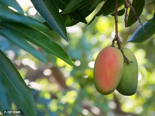 Ukanda Mango Plant RED-GREEN MANGO PLANT-17-thumb0