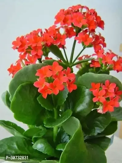 Ukanda Kalanchoe Plant Red Kalanchoe Flower Live PlantHealthy Live 1 Plant.-thumb0