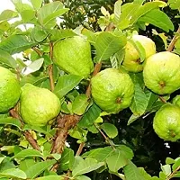 Ukanda Guava Plant Round Guava Plant-thumb1