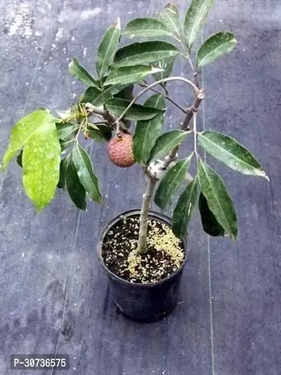 Ukanda Litchi Plant Grafted Sweet Tasty Hybrid Swarna Roopa Litchi Plant.-thumb0