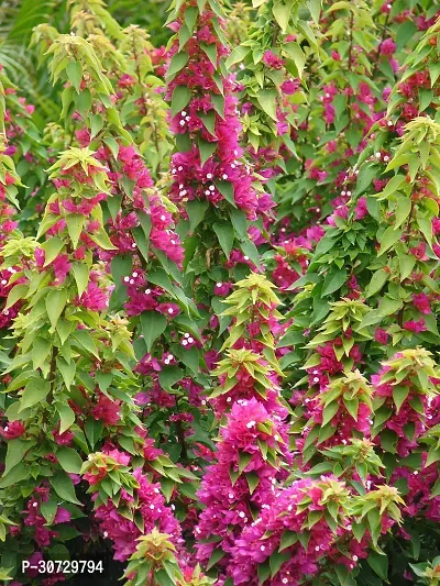 Ukanda Bougainvillea Plant as Bougainvillea 5-thumb0