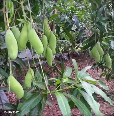 Ukanda Mango Plant Thai Banana Shaped Mango Live Plant. v9-thumb0