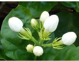 Ukanda Jasmine Plant Jasmine Flower Plant (08)-thumb1