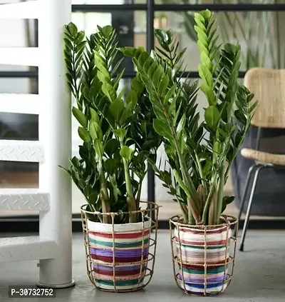 Ukanda ZZ Plant Live Air Purifying Indoor ZZ (Zamioculcas Zamiifolia) Plant for Home DecorationBalcony 2 Healthy Live Plant CF13-thumb0