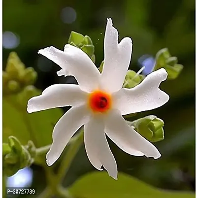 Ukanda Night Bloom Jasmine Plant JHNM116-thumb0