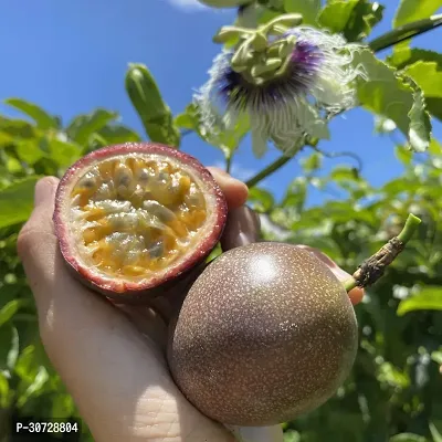 Ukanda Passion Plant Passion fruitPassiflora eduliskrishna fruit trees-thumb0