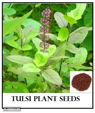 Home Ram Tulsi Plant Seed 100 seeds-thumb0